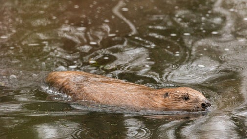 A beaver explores its new territory on Exmoor
